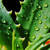 L’Aloe vera fait des prodiges