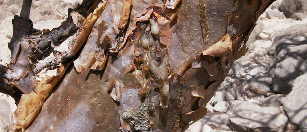 Les larmes du Boswellia