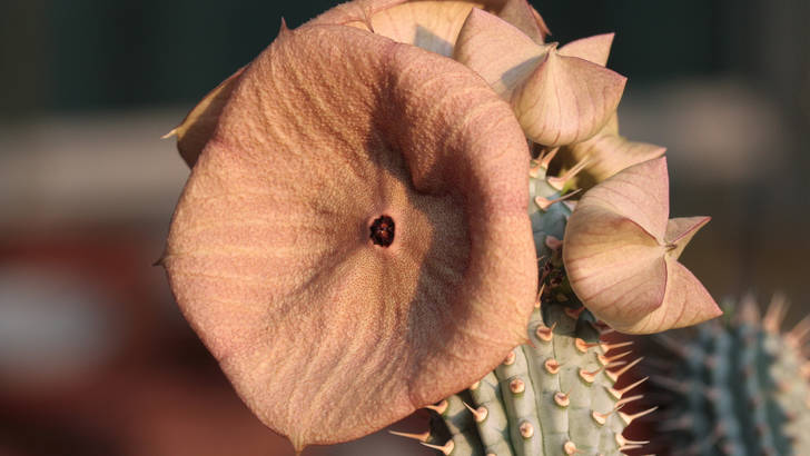 Le hoodia gordonii, plante de la minceur