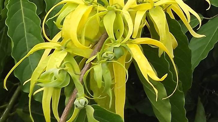 Les propriétés théraeutiques de l'Ylang Ylang