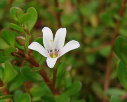 Le bacopa pour renforcer la mémoire