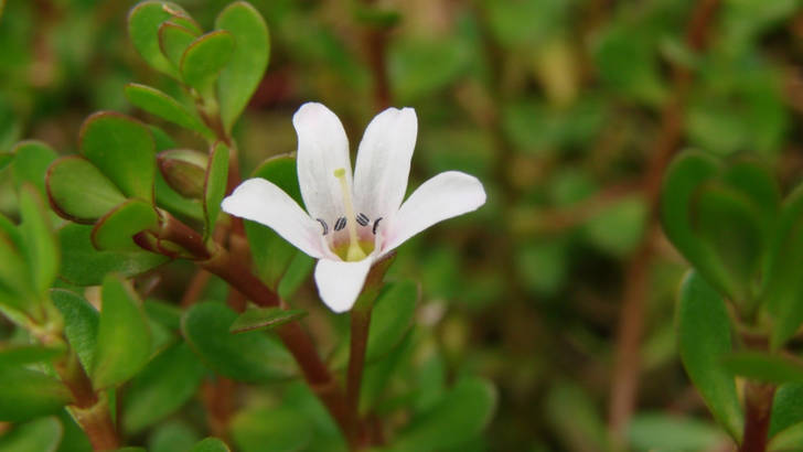 Le bacopa pour renforcer la mémoire