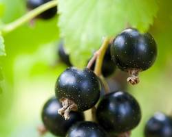 Le cassis, un indispensable dans vos jardins