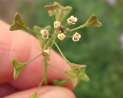 Capsella bursa-pastoris, des protéines végétales