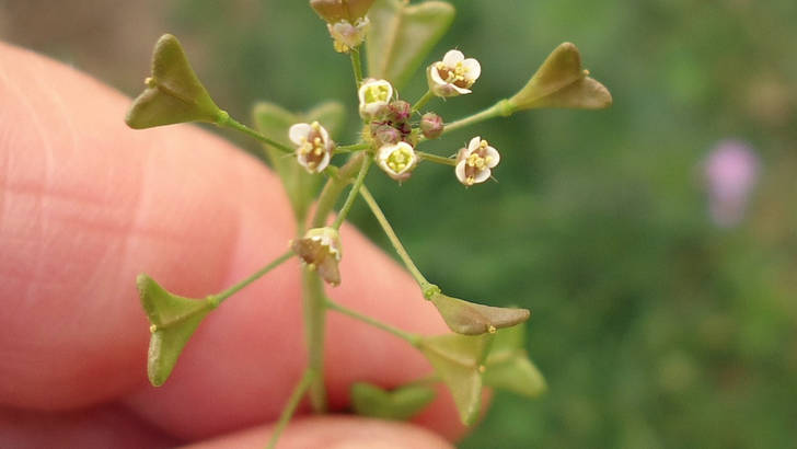 Capsella bursa-pastoris, des protéines végétales