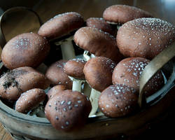 Les champignons sont-ils tous toxiques