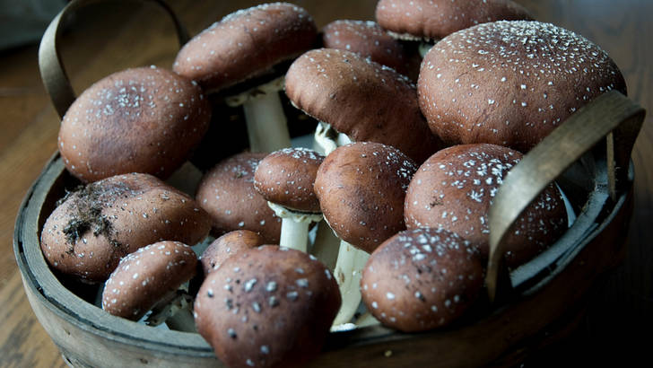 Les champignons sont-ils tous toxiques