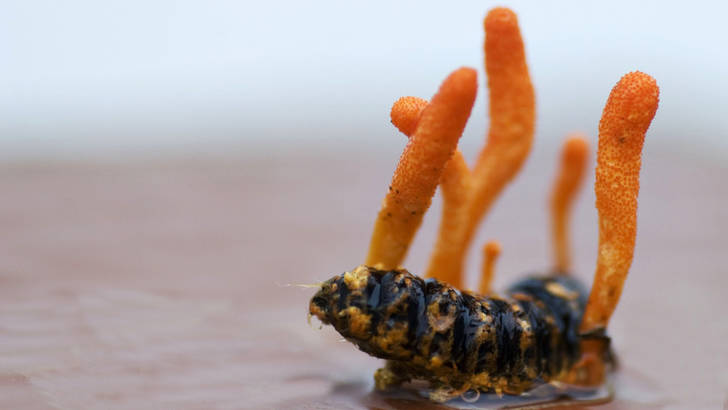 Le cordyceps ne se développe que sur les cadavres d'insectes