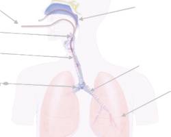 fibroscopie bronchique