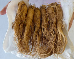 Ginseng : des différences considérables de qualité