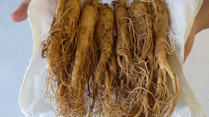 Ginseng : des différences considérables de qualité