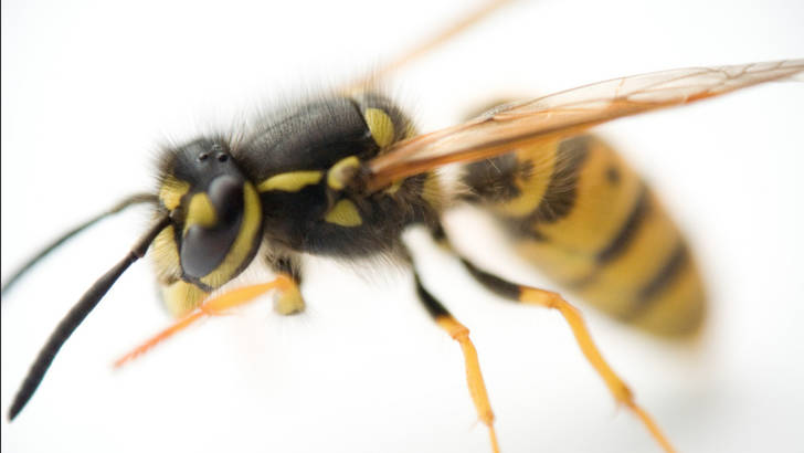 Guérir les allergies aux piqures de guepe