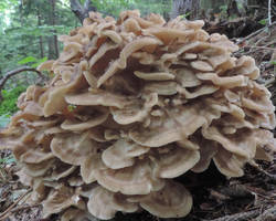 Le maitake est le roi des champignons medicinaux