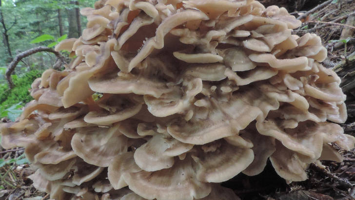 Le maitake est le roi des champignons medicinaux