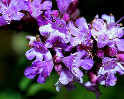 Origanum vulgare