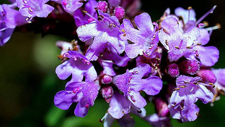 Origanum vulgare