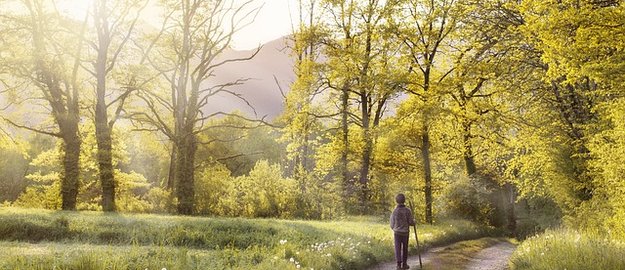 Des huiles essentielles contre la maladie de Lyme