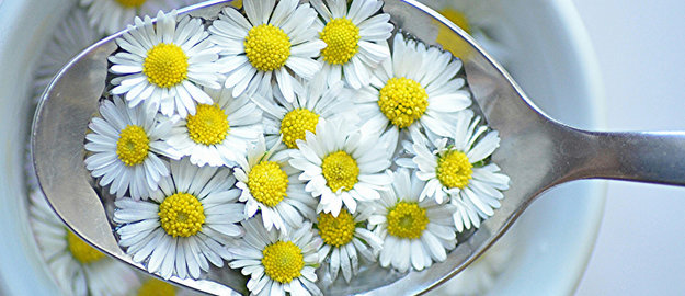 Le pissenlit indispensable à la détox de printemps