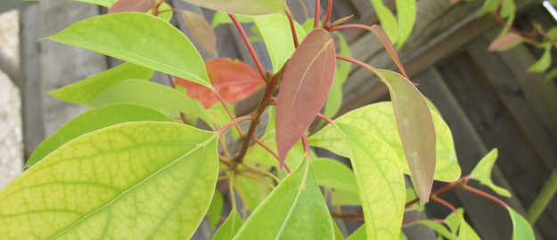 La ravintsara huile essentielle antivirale
