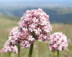 La valeriane officinale