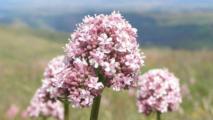 La valeriane officinale