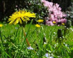 Les cures de printemps en médecine douce