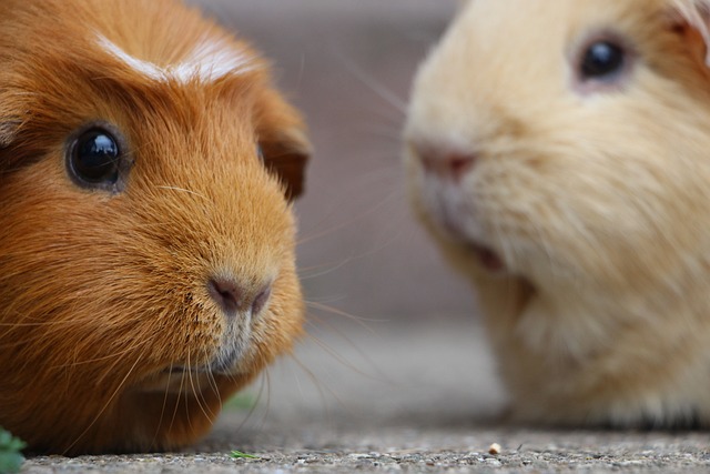 Pourquoi la vitamine C est-elle importante pour les cochons d'Inde ? C -  Soignez-vous