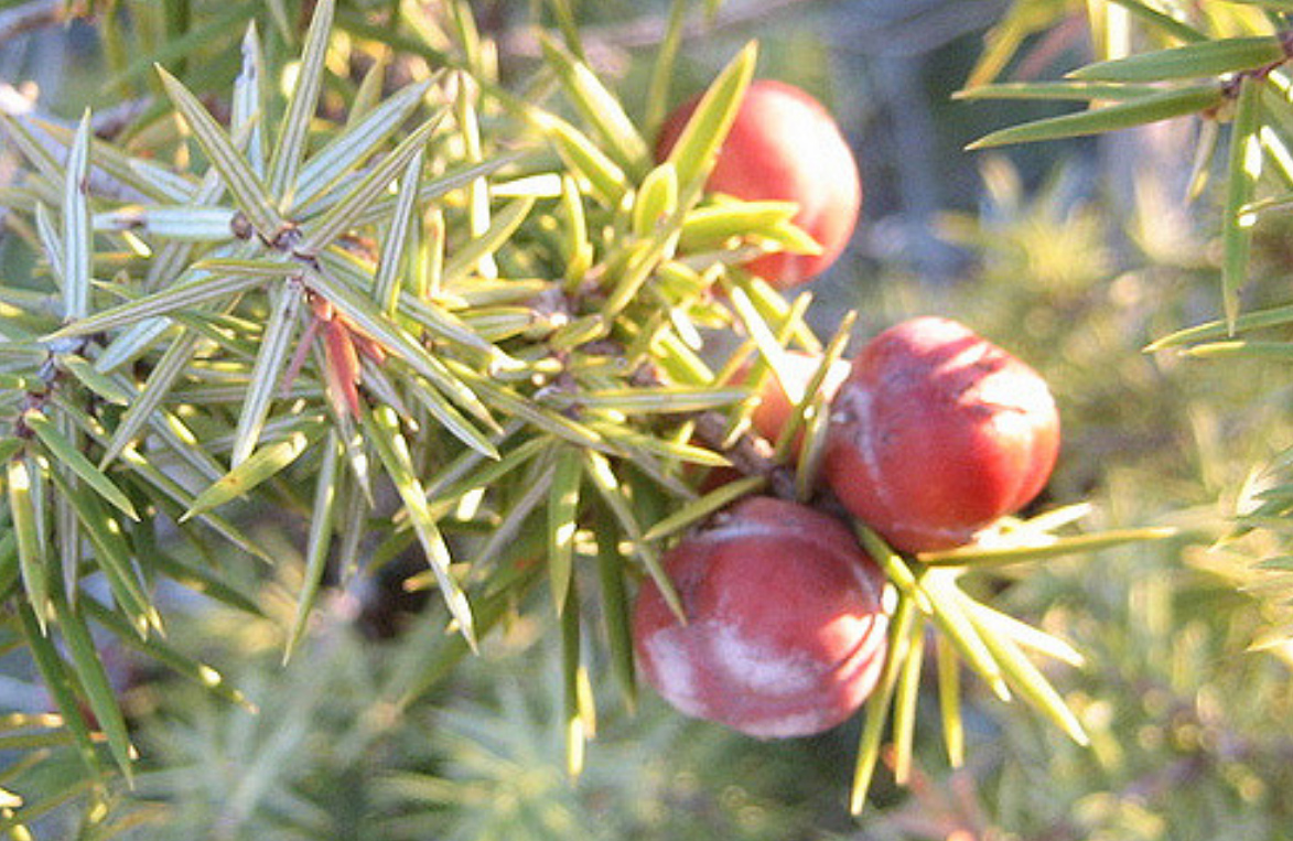Baies de genièvre faitesen vite la récolte avant l’hiver Trai