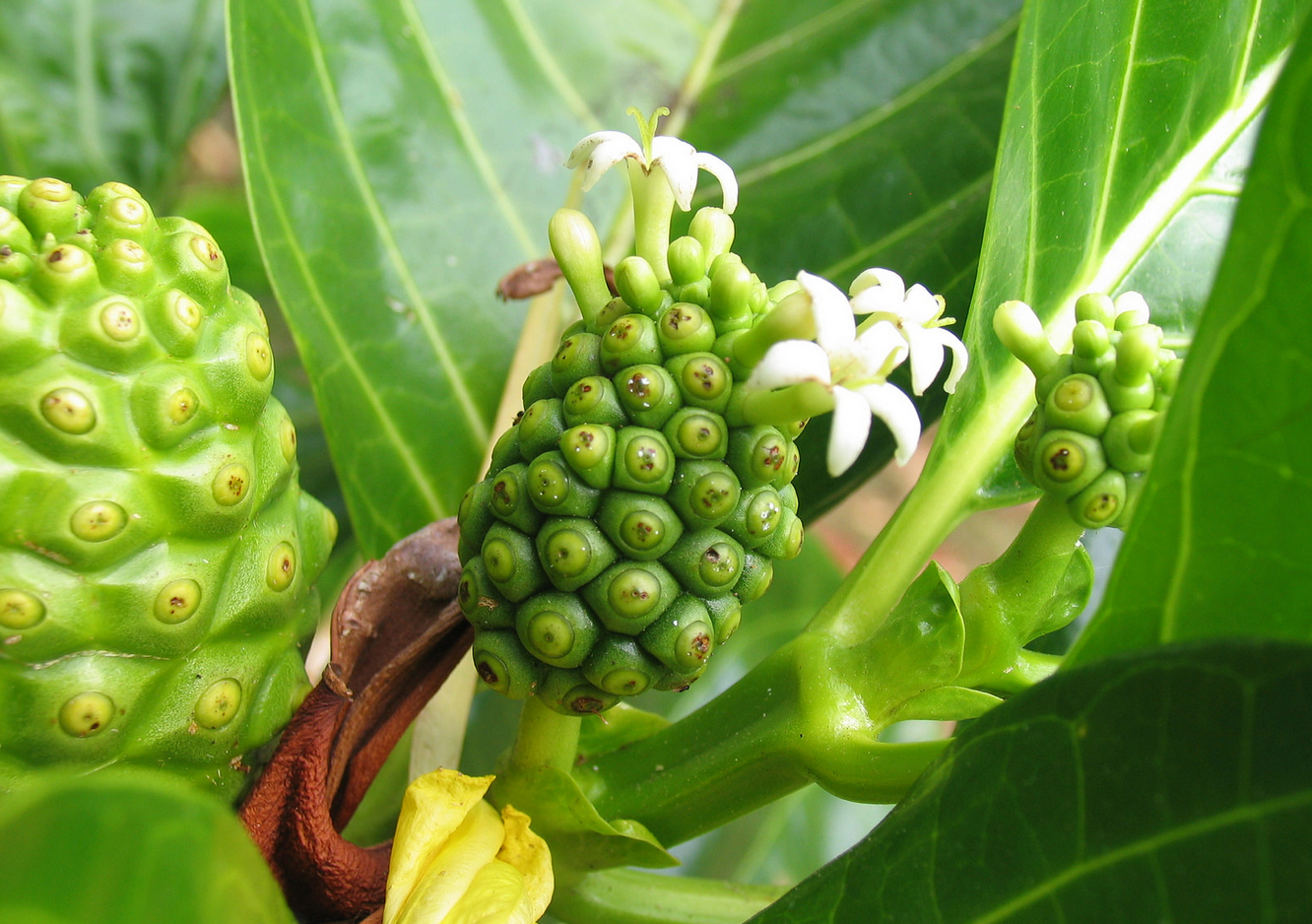 Du jus de noni pour doper le système immunitaire Traitements