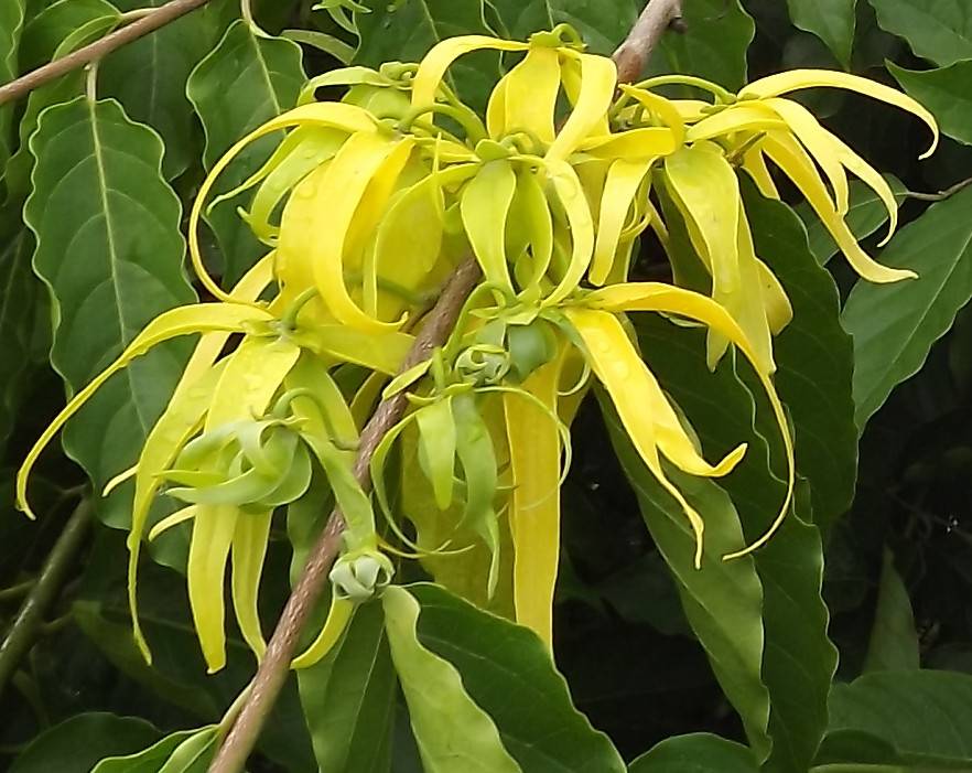 senteur ylang ylang