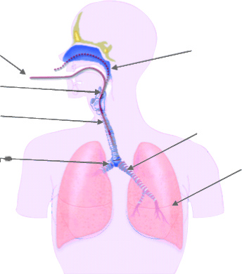 fibroscopie bronchique