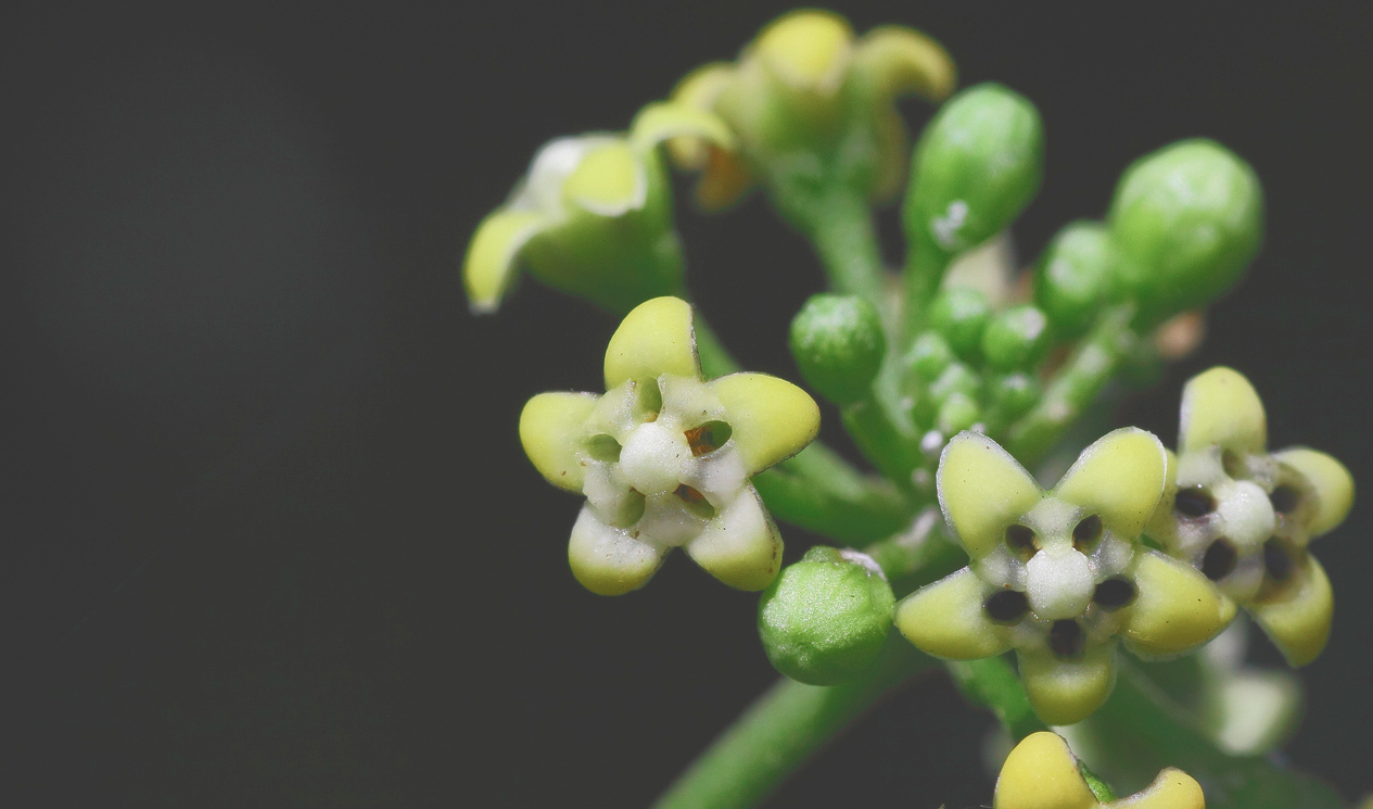 Diabète : des plantes pour dominer les effets du sucre